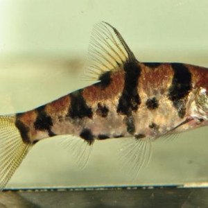Puntius foerschi