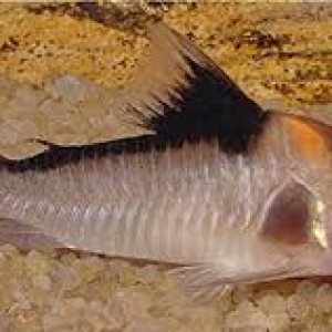 ZZ Corydoras sp. C121