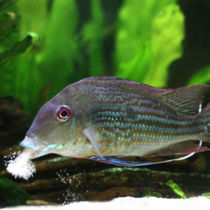ZZ Geophagus species Tamanaco