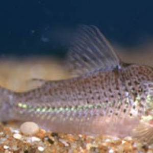 Corydoras cervinus