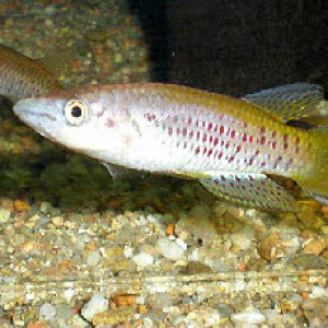 ZZ Epiplatys.sp coyah