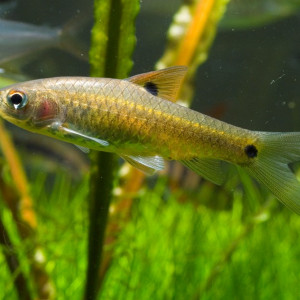 Puntius dorsimaculatus