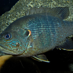 Lepomis cyanellus