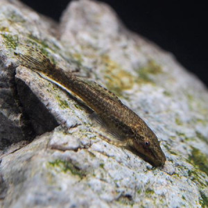 ZZ Hypoptopomatinae sp. LG2