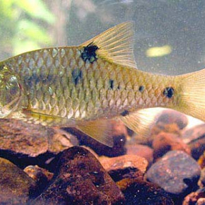 Puntius hemictenus