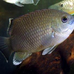 Pristolepis fasciata