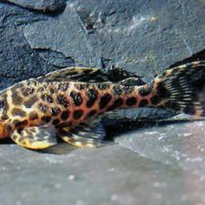ZZ Hypancistrus sp. L174