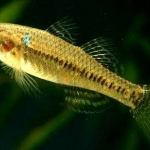 Hemieleotris  latifasciata