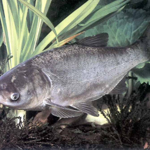 Hypophthalmichthys Molitrix