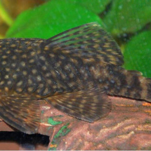 Isorineloricaria spinosissima