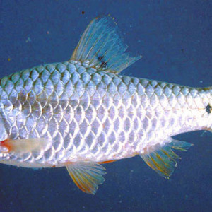 Puntius jacobusboehlkei