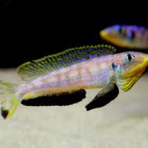 ZZ Xenotilapia sp. kilesa