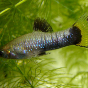 Limia melanogaster
