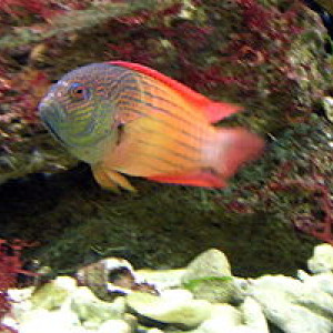 Labracinus lineatus