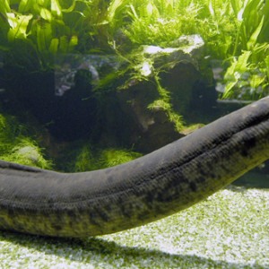 Lepidosiren paradoxa