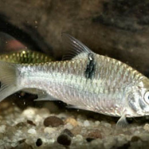 Puntius lanaoensis