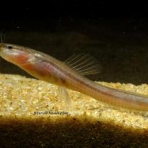 Olyra longicaudata