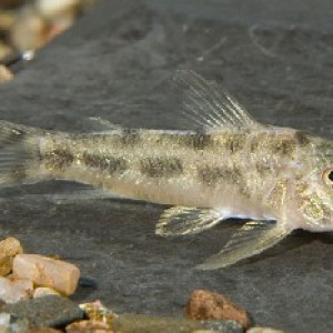 Lepthoplosternum pectorale