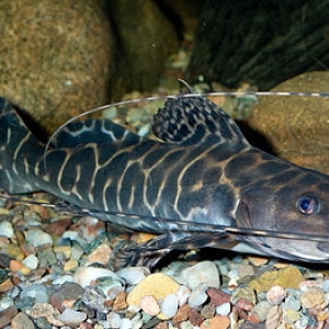 Leiarius marmoratus 
