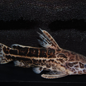 Liosomadoras oncinus