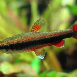 Nannostomus limatus