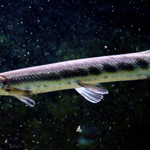 Lepisosteus platostomus