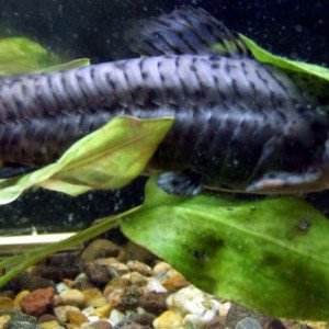 Lepthoplosternum stellatum