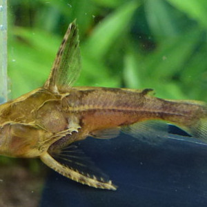 Physopyxis lyra