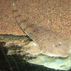 Pseudohemiodon laticeps