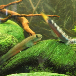 Sicyopterus lagocephalus