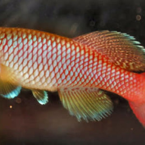 Nothobranchius melanospilus