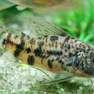 Scleromystax macropterus