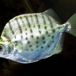 Selenotoca multifasciata