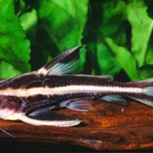 Wertheimeria maculata