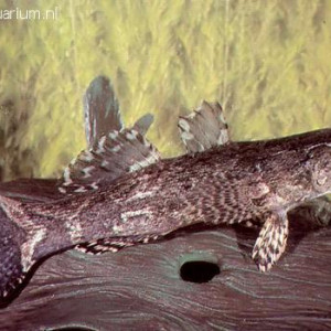 Oxyeleotris marmorata