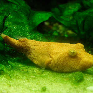 Tetraodon miurus