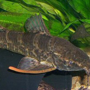 Megalechis picta