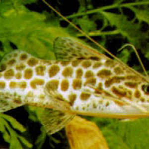 Pimelodus maculatus