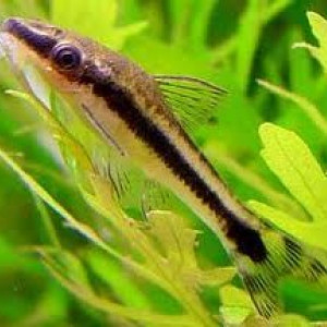 Otocinclus mariae