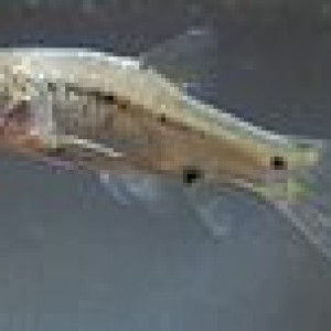 Puntius manguaoensis
