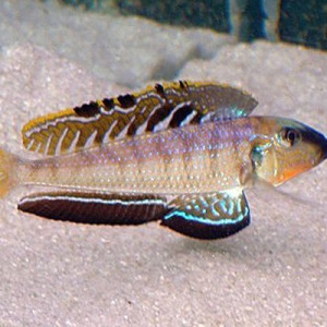 Xenotilapia melanogenys