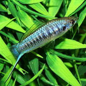 Xiphophorus multilineatus