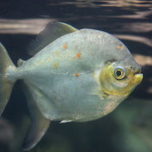 Myleus pacu 
