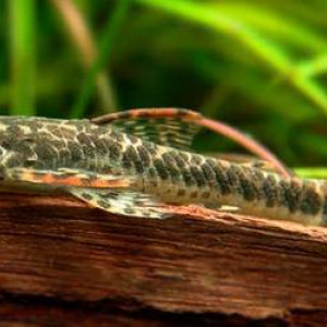 Parotocinclus maculicauda