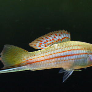 Xiphophorus mayae
