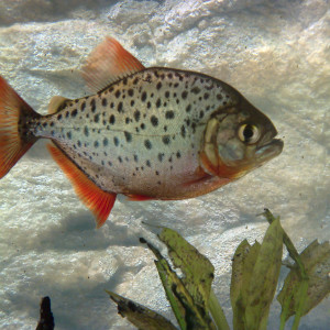 Pristobrycon maculipinnis
