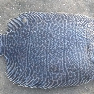 Trinectes maculatus