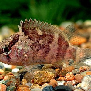 Nandus nebulosus