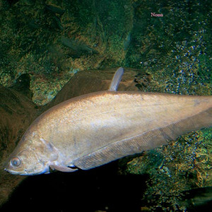 Notopterus notopterus