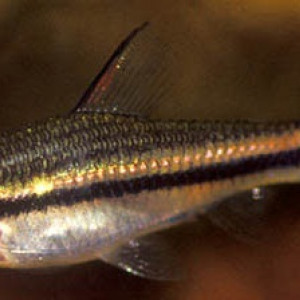 Neolebias unifasciatus
